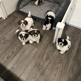 Shih Tzu Puppies from NC Stellar Puppies