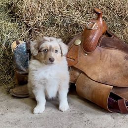 Hoax - Red merle male Australian Shepherd puppy in St Clair, Michigan from Kayla's Aussies