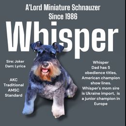 Whisper - Miniature Schnauzer