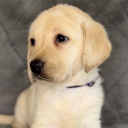Sarabi - Labrador Retriever puppy in Camden, Tennessee from Pure Heaven Labs