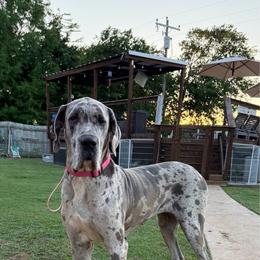 Barley - Great Dane