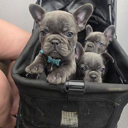 Jade - Blue female French Bulldog puppy in Avondale, Arizona from Montes House of  Frenchies