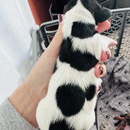 Gabriel (Gabe) - Piebald male Dachshund puppy in Indian Trail, North Carolina from Hilda’s Teenie Weenies