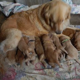 Golden Retriever puppies from Triple-s-kennel