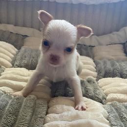 Rourk - Gold and white male Chihuahua puppy in Red Bluff, California from Aye Chihuahua