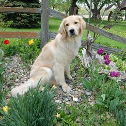 Aspen - Golden Retriever
