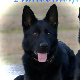 Perry - German Shepherd