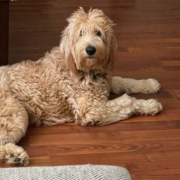 Phoebe, AKA Pheebs - Goldendoodle