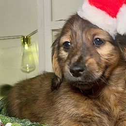 Rocco - Brindle Dachshund puppy in Poplarville, Mississippi from T's Kennel