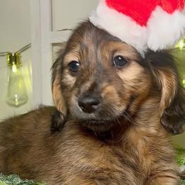 Rocco - Brindle Dachshund puppy in Poplarville, Mississippi from T's Kennel