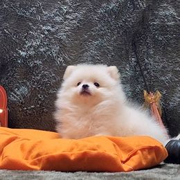 "ICE" - White Pomeranian puppy in Three Rivers, California from Mountain Mama's Poms