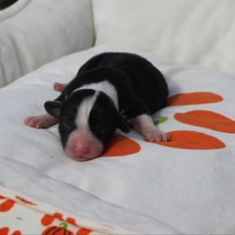 Pistachio - Black and white male Cardigan Welsh Corgi puppy in Leonard, Texas from Southern Rose Corgis