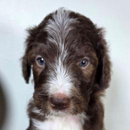 Yogi - Brown and white male Aussiedoodle puppy in Haleyville, Alabama from The Cuddly Dood Ranch