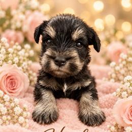 Hank - Black and silver male Miniature Schnauzer puppy in Hull, Georgia from Ardent Miniature Schnauzers of Athens