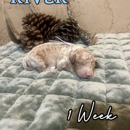 River - Red  male Goldendoodle puppy in Runaway Bay, Texas from Green Ranch Doodles