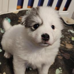 Pomsky Puppies from Idaho Pomsky