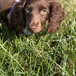 Vivet - Dachshund