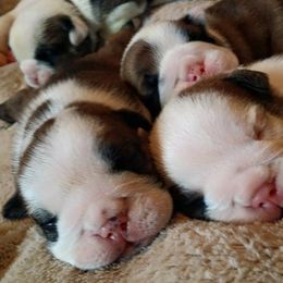 Bulldog Puppies from Blazer Bulldog