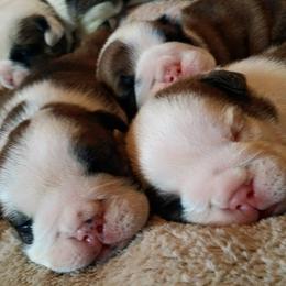 Bulldog Puppies from Blazer Bulldog