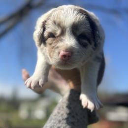 Oski - Red merle male Border Collie puppy in Richfield, Ohio from Stone Garden Border Collies