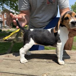 Girl1 - Black tan and white female Beagle puppy in Hudson, Michigan from Bachman’s Kennel