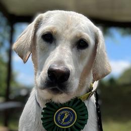 Labrador Retrievers from Bethel Woods Kennels