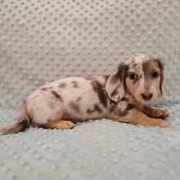 Puppy 5 - Blue and tan male Dachshund puppy in Krum, Texas from Dots N Spots Dachshunds