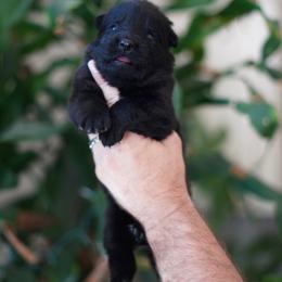Sloane - Black female German Shepherd puppy in Coarsegold, California from Yosemite Shepherds