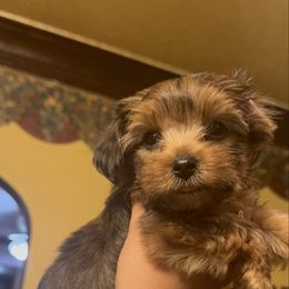 KitKat - Chocolate and tan male Yorkshire Terrier puppy in Chicago, Illinois from Cuddly Cutts Pets