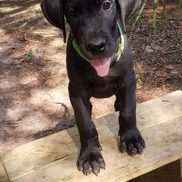 Great Danes from Lakeside Danes