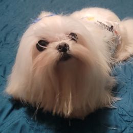 Pip - Maltese