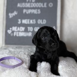 Purple collar - Black and white female Aussiedoodle puppy in Mount Ulla, North Carolina from Girls of anarchy farm