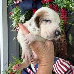 Male 3 - Mahogany and white male Basset Hound puppy in Manchester, Tennessee from Middle TN Leopard Catahoulas and Middle TN Bassett Hounds