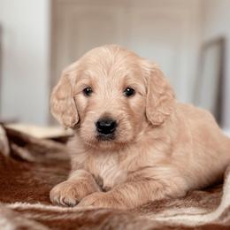 Monica Geller, Girl - Apricot female Goldendoodle puppy in Maricopa, Arizona from Desert Ridge Doodles