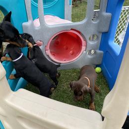 Doberman Pinscher Puppies from Jensen Dobermans