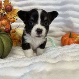Zuma - Black and white female American Corgi puppy in Hico, Texas from Chisholm Trail Kennels