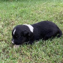 Roger - Black tri-color male Australian Shepherd puppy in Mount Vernon, Texas from RJ's Aussie Posse