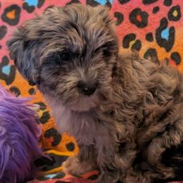 Copper - Merle male Assorted Doodle Crosses puppy in Bell, Florida from BellCrist Little bits