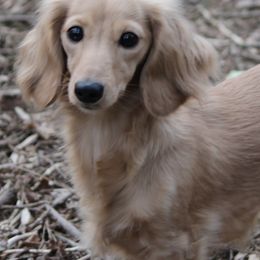 Dachshunds from Beaks and Barks, LLC