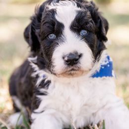 Aussiedoodle and Springerdoodle Puppies from Deek’s Designer Doodles