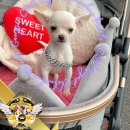 Georgia - Cream and white female Chihuahua puppy in Athens, Georgia from C&E Royal Chihuahua