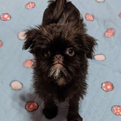 Paisley - Brussels Griffon