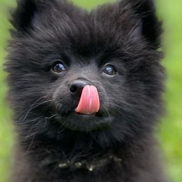 Pomeranian Puppies from KB Pom Pups