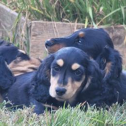 Nala - Black and cream female Dachshund puppy in Salinas, California from Maverick Kennels