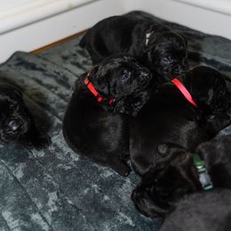 Cane Corso Puppies from Family Corso Kennels