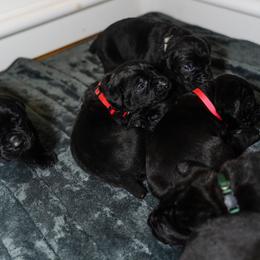 Cane Corso Puppies from Family Corso Kennels