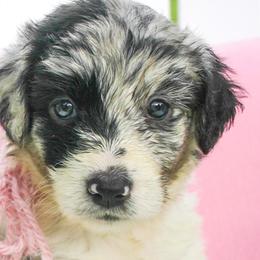 Aussiedoodles and Goldendoodles from Shiloh Doodles