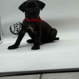 Red - Black brindle female Cane Corso puppy in Laplace, Louisiana from Tou Tru kennel