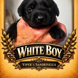 Black Boy 3 - Black male Labrador Retriever puppy in Bend, Oregon from Stirpe Corleone Labradors