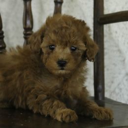 Kassidy - Red  female Poodle puppy in Etna Green, Indiana from Perfect Match Poodles